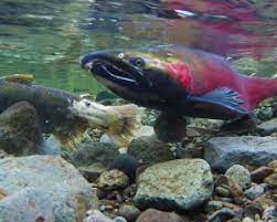 The Salmon That Helps To Restore